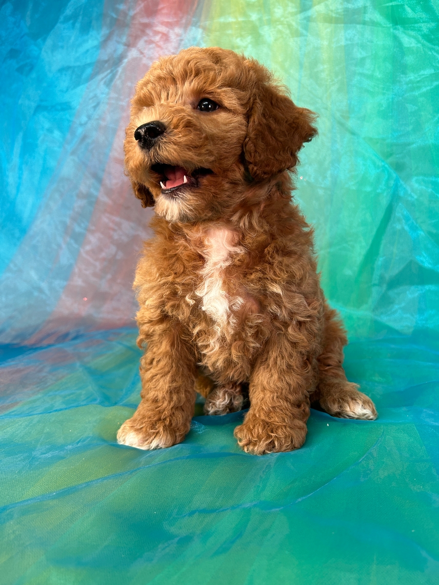 Female Bichon Poodle Puppy for Sale in Iowa DOB 9-3-2024 $950